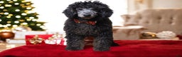 Toy Poodle dogs for sale: Jimmy - Ad 1
