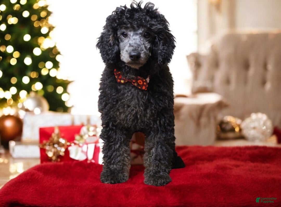 Toy Poodle dogs for sale: Jimmy - Ad 1