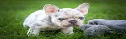 French Bulldog dogs for sale: 🐾 Meet Knox — A Happy Little Frenchie with Plenty of Love to Give! 🐾 - Ad 4