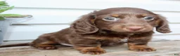 Miniature Dachshund dogs for sale: Carter Male AKC Mini Dachshund - Ad 9