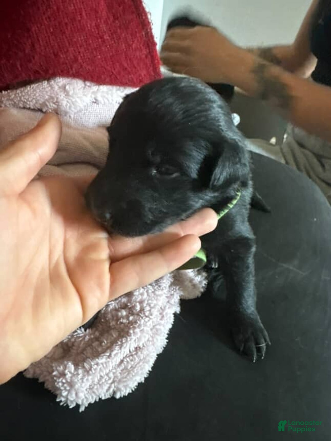 Mixed Breed dogs for sale: Ella - Ad 2