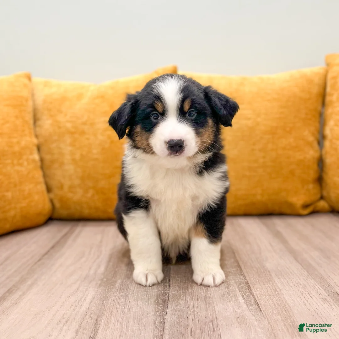 Miniature Australian Shepherd dogs for sale: Tommy - Ad 1