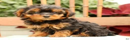 Morkie dogs for sale: Dawn - Ad 1