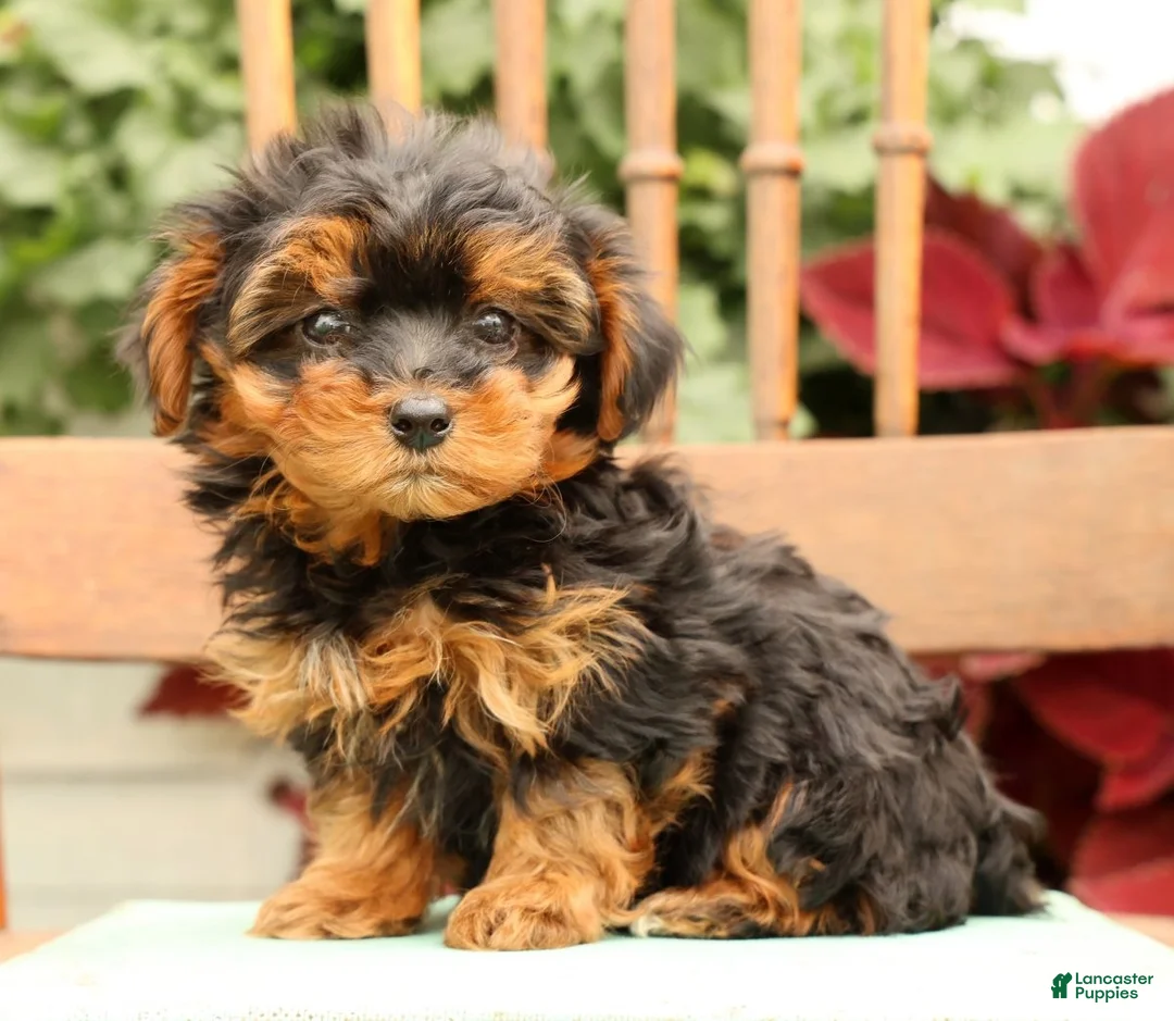Morkie dogs for sale: Dawn - Ad 1