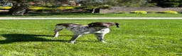German Shorthaired Pointer dogs for sale: Sprite❤️🐾Akc registered🐾CAll 717-621-8986 - Ad 4