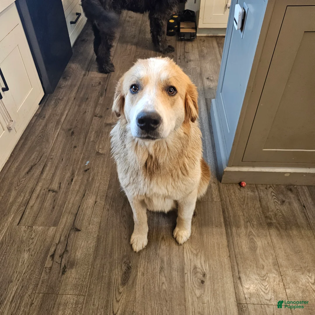 Mixed Breed dogs for sale: Fynn - Ad 4