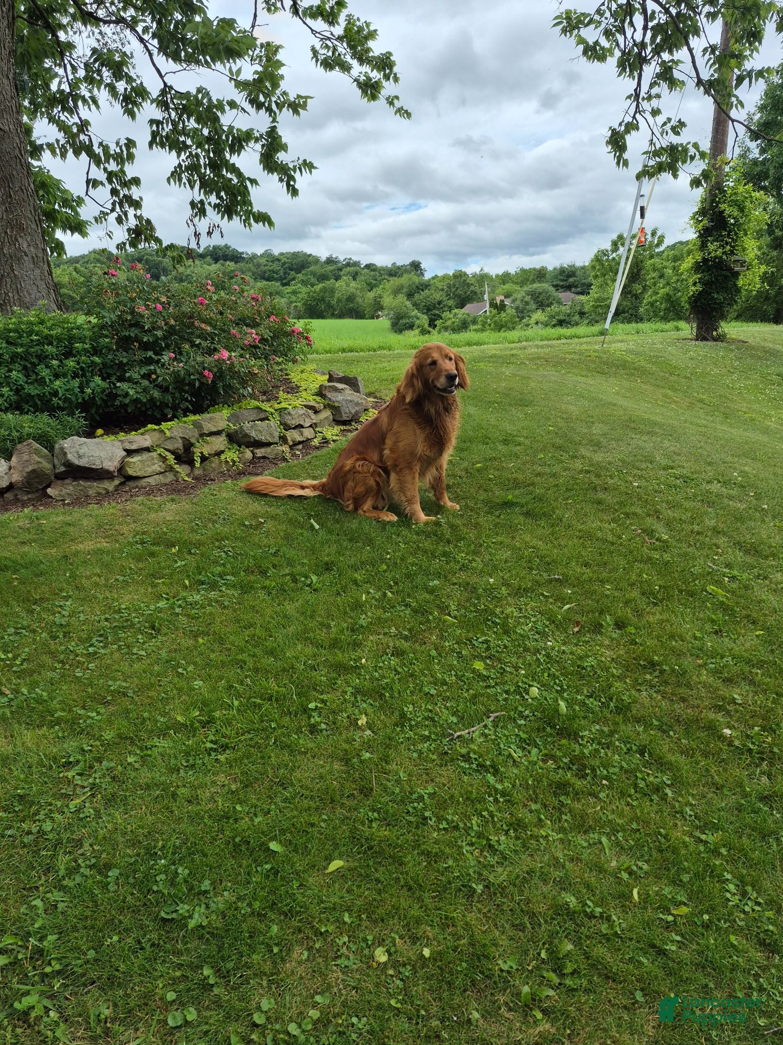 Golden Retriever dogs Golden Retriever 3 - Ad 2