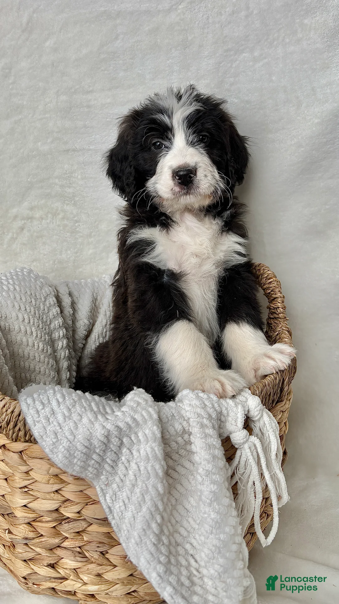 Bernedoodle dogs for sale: Milo - Ad 4