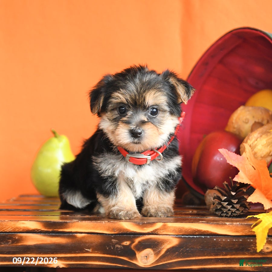 Morkie dogs Cleo - Ad 1