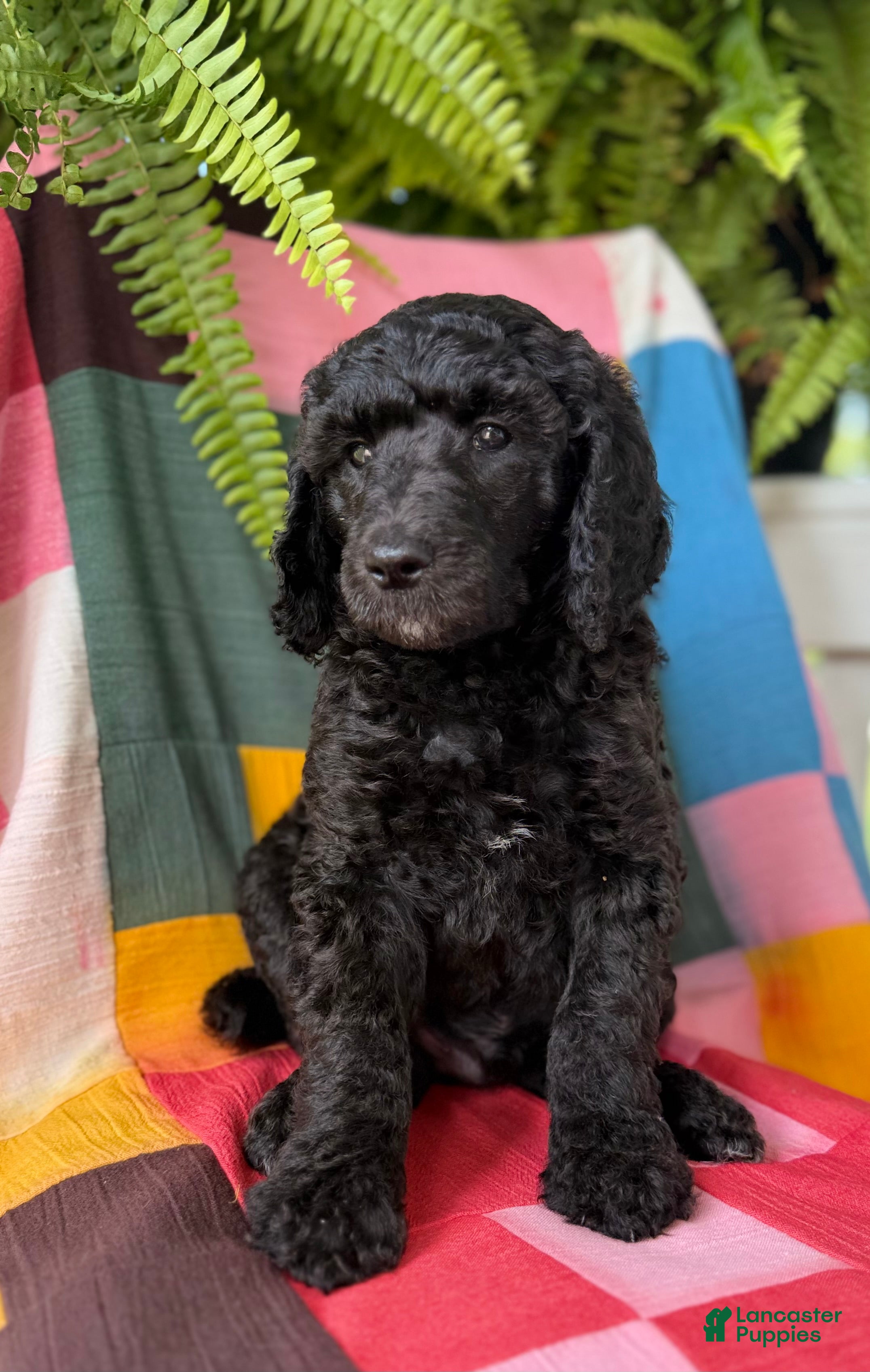 Standard Poodle dogs for sale: Fendi - Ad 2