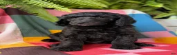 Standard Poodle dogs for sale: Fendi - Ad 1