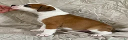 American Bulldog dogs for sale: Buster - Ad 3