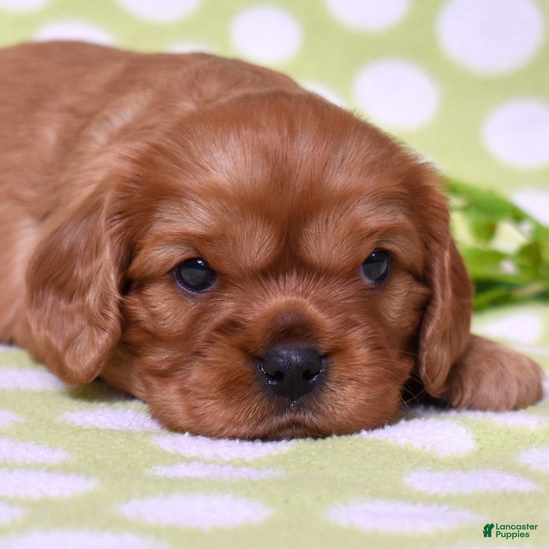 Cavalier King Charles Spaniel dogs for sale: Kiki - Ad 3