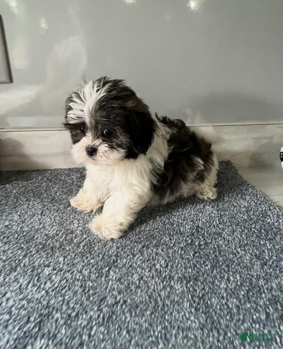 Malshi dogs Coco - Ad 2