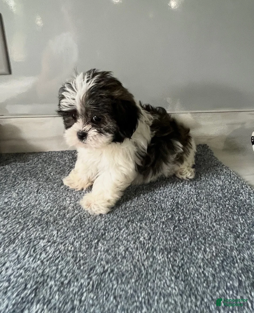 Malshi dogs for sale: Coco - Ad 2