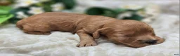 Cavapoo dogs for sale: Indigo - Ad 4