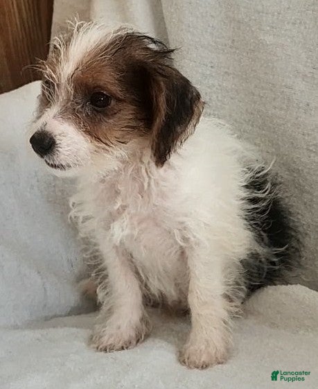 Mixed Breed dogs Toby - Ad 2