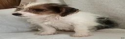 Mixed Breed dogs for sale: Toby - Ad 2