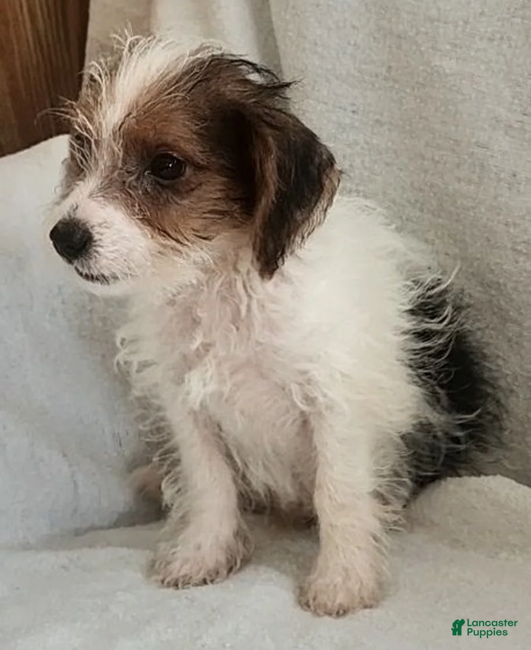 Mixed Breed dogs for sale: Toby - Ad 2