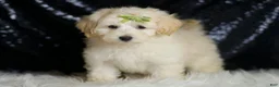 Maltipoo dogs for sale: Tundra - Ad 4