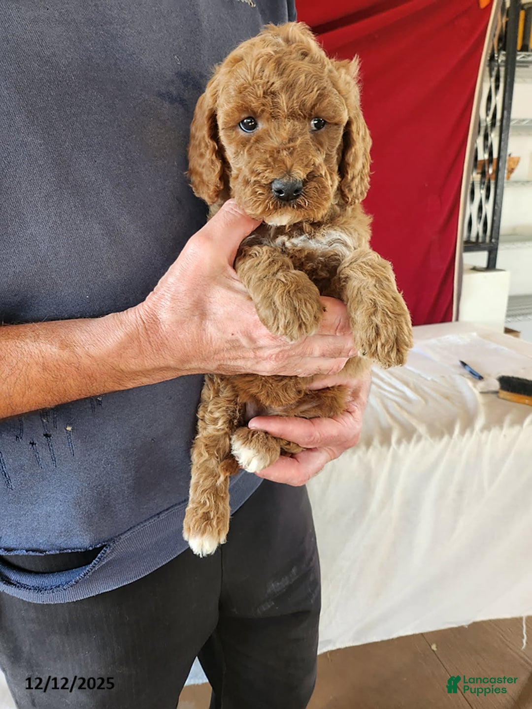 Goldendoodle dogs for sale: Helena - Ad 2