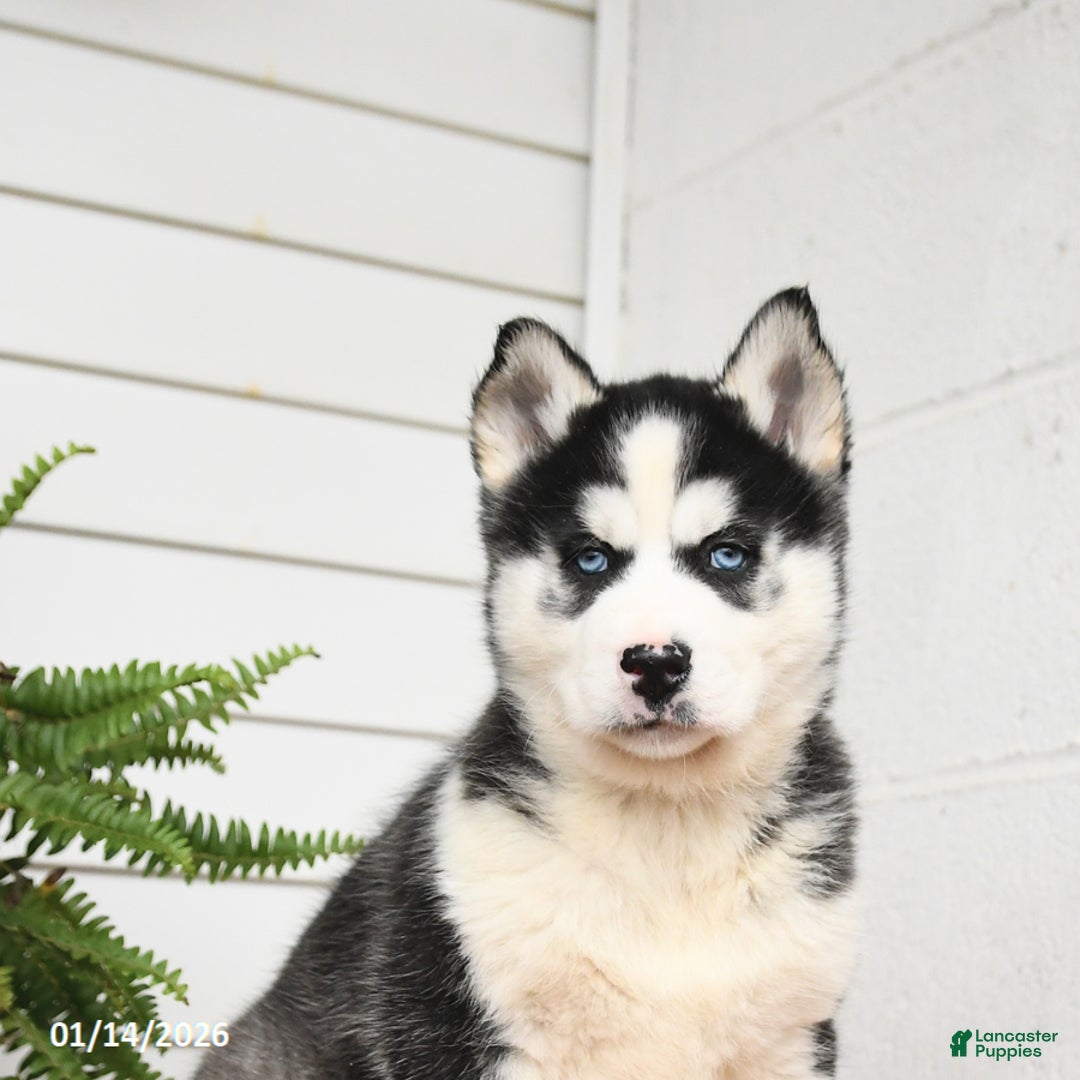 Gerberian Shepsky dogs for sale: Griffin - Ad 4