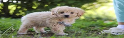 Bichpoo dogs for sale: Scooter - Ad 5