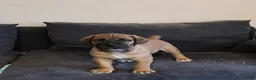 South African Boerboels dogs for sale: LGK ASHUR - Ad 5