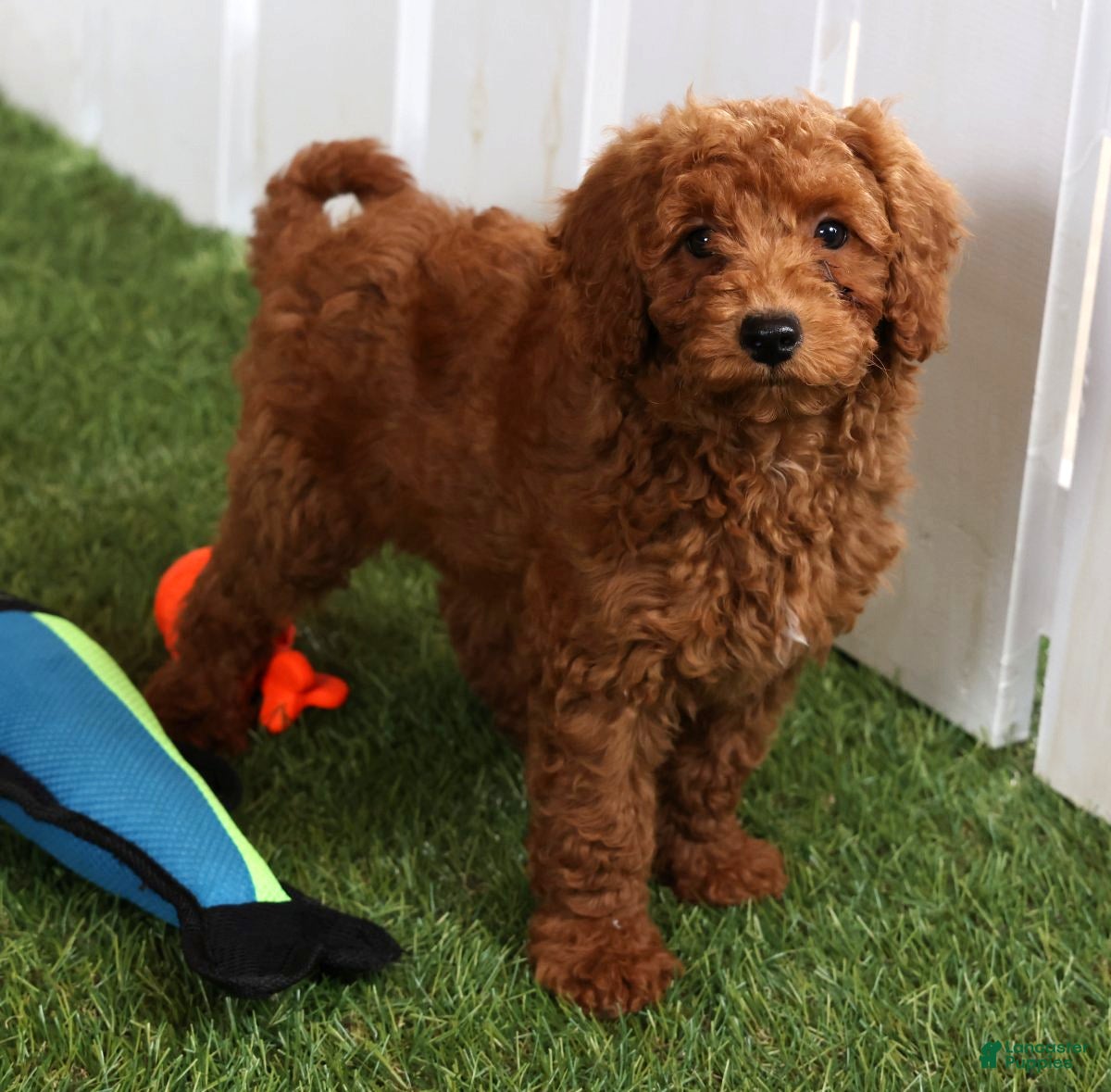 Cavapoo dogs Scotty - Ad 2