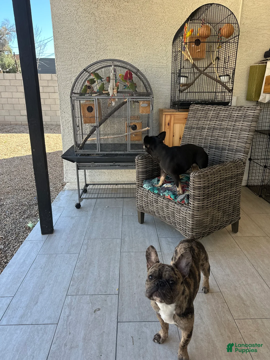 French Bulldog dogs for stud: Bubba  - Ad 4