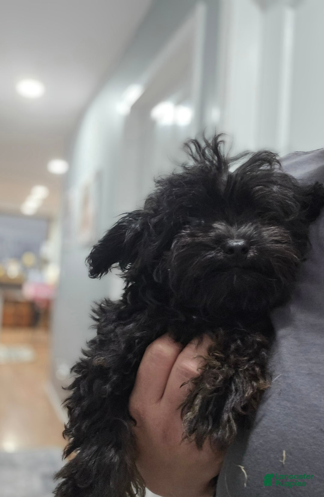 Chipoo dogs for sale: Buddy - Ad 4