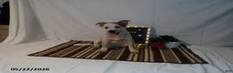 Australian Cattle Dog dogs for sale: Maverick - Ad 4