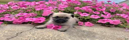 Cairn Terrier dogs for sale: Julie - Ad 3