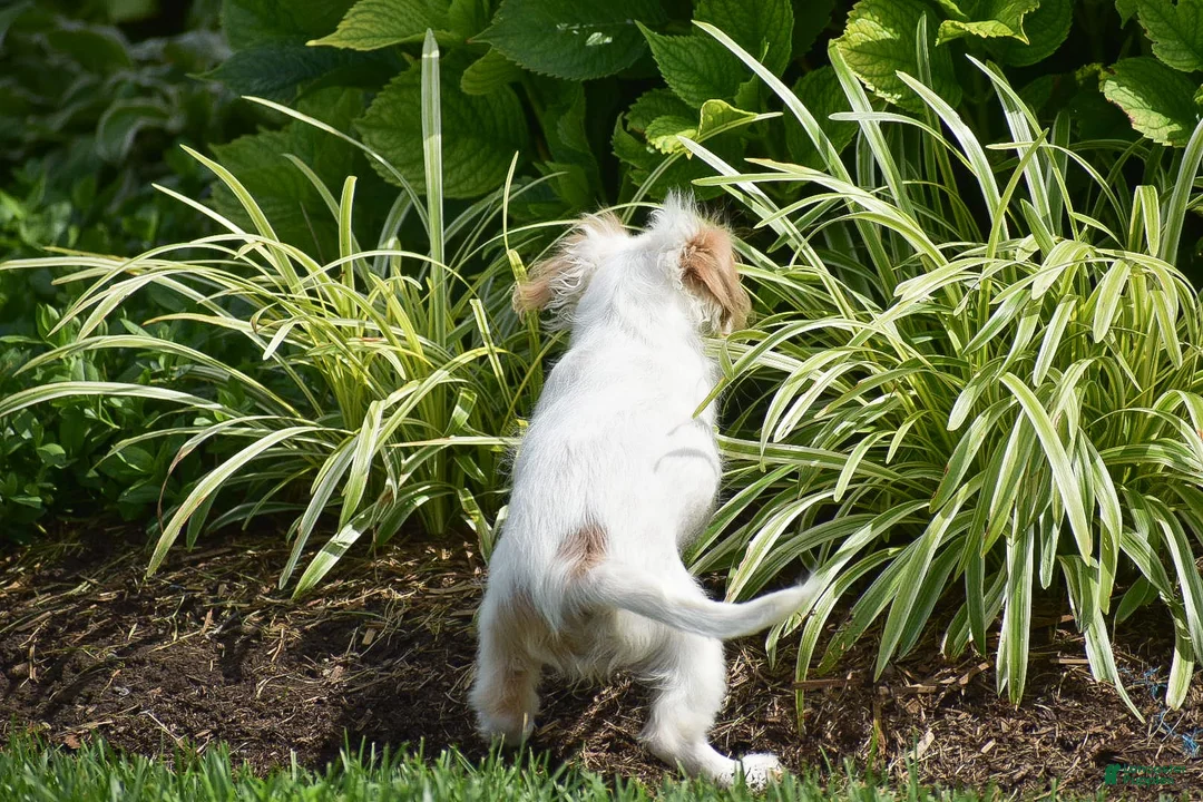 Mixed Breed dogs for sale: Mariah - Ad 6