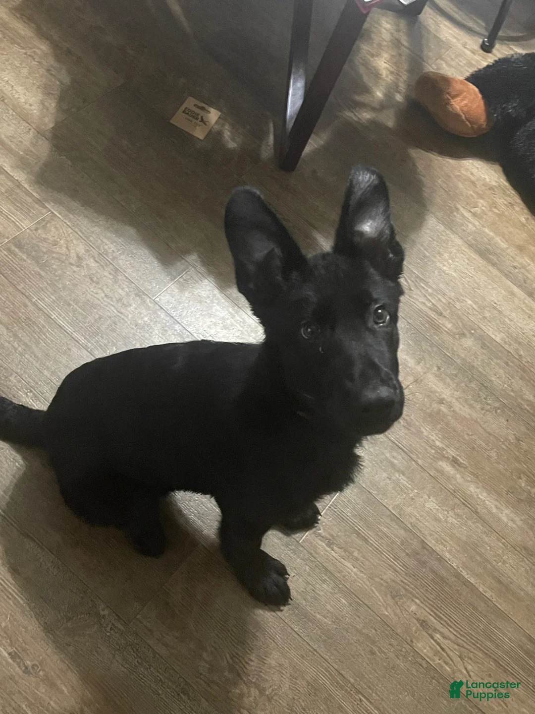 German Shepherd dogs for sale: Red - Ad 2