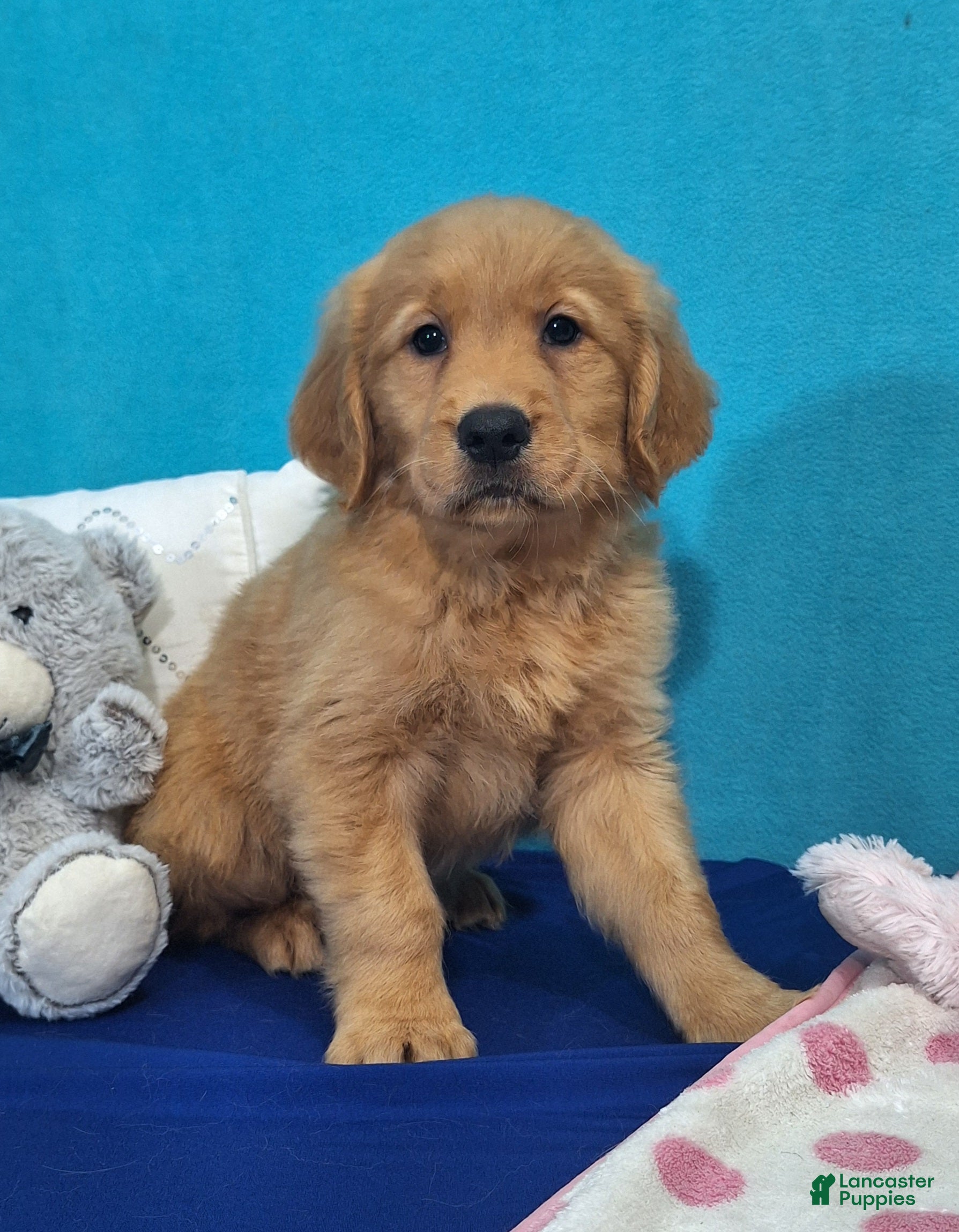 Golden Retriever dogs Henri - Ad 1