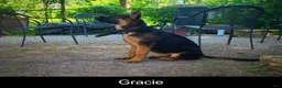 German Shepherd dogs for sale: Starla - Ad 6
