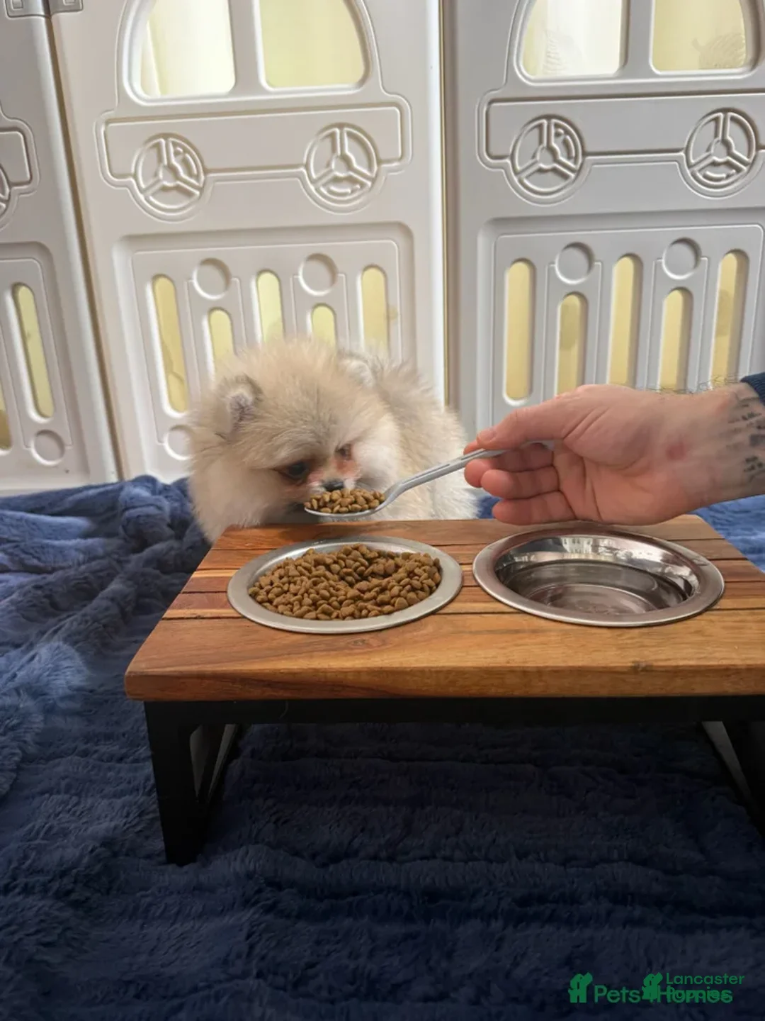 Pomeranian dogs for sale: Greg - Ad 18