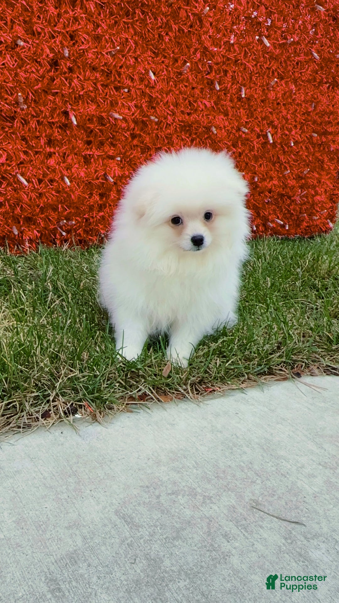 Pomeranian dogs for sale: Pomeranian Puppy Fluffy - Ad 9