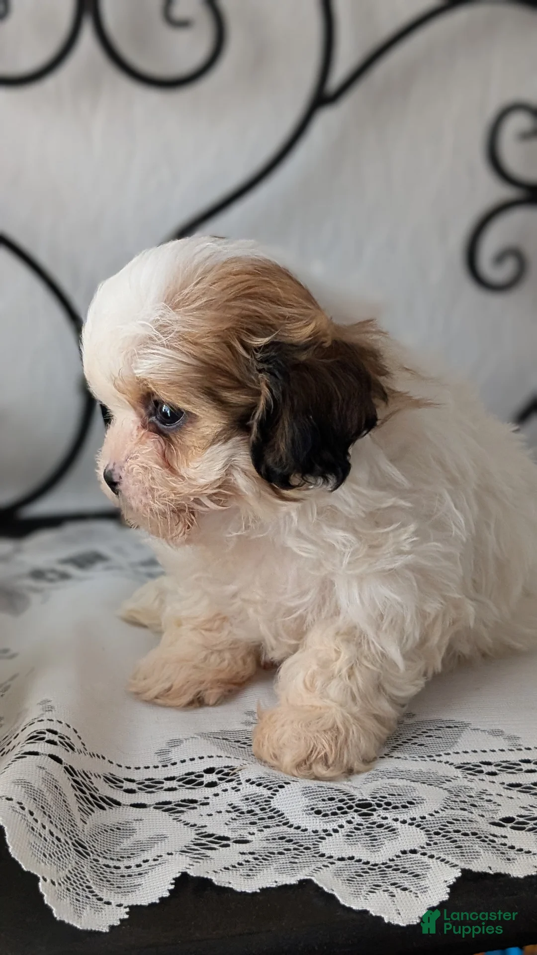 Teddy Bear dogs for sale: Gemma  - Ad 8