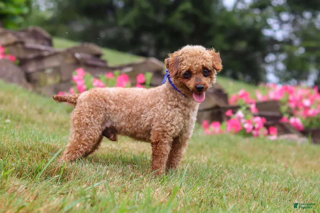 Maltipoo dogs for sale: Daisy - Ad 10