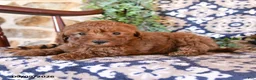 Toy Poodle dogs for sale: Melody - Ad 2