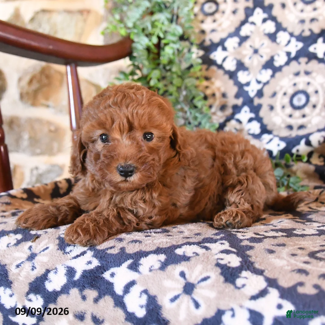 Toy Poodle dogs for sale: Melody - Ad 2