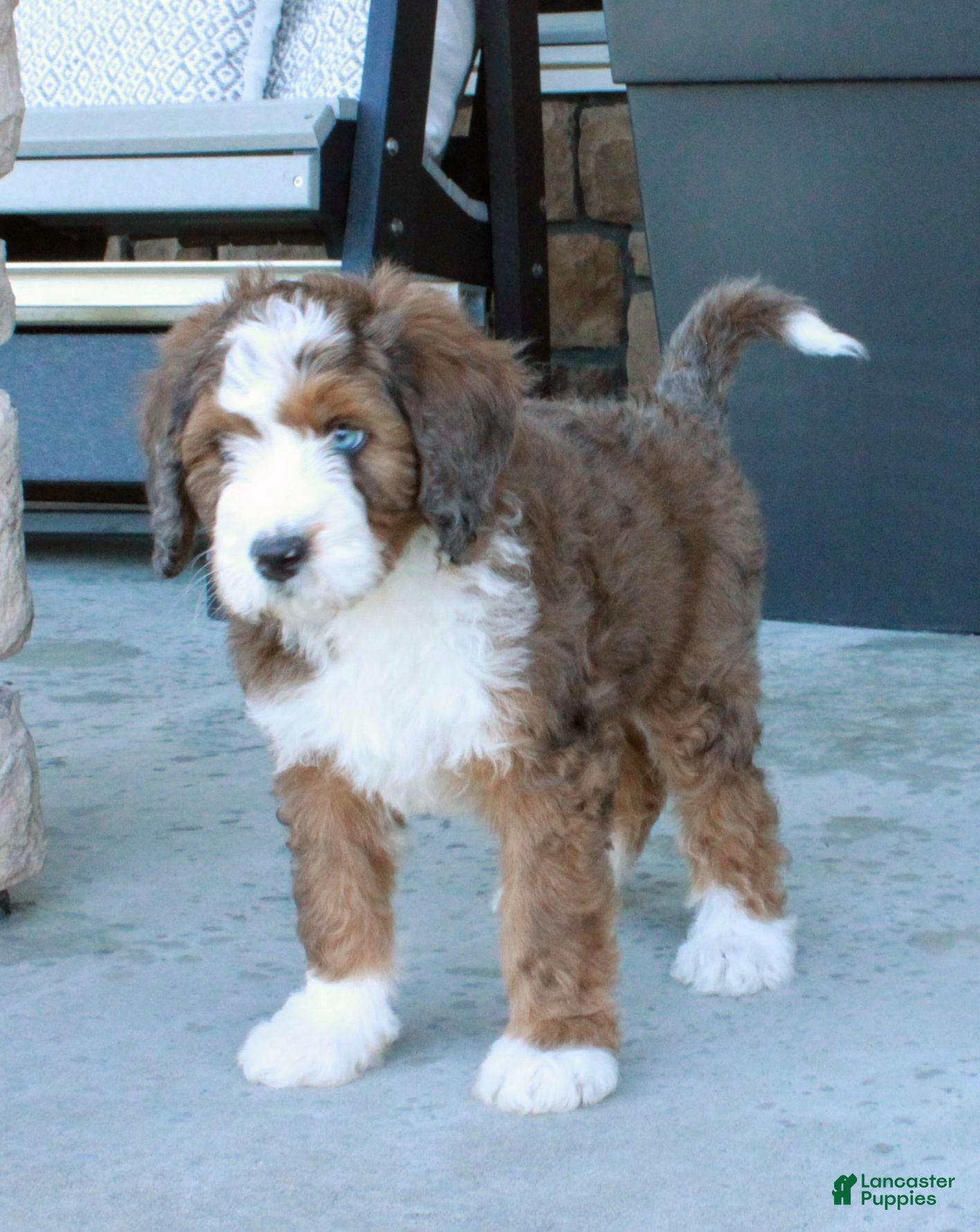 Bernedoodle dogs Max  - Ad 2