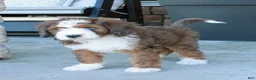 Bernedoodle dogs for sale: Max  - Ad 2