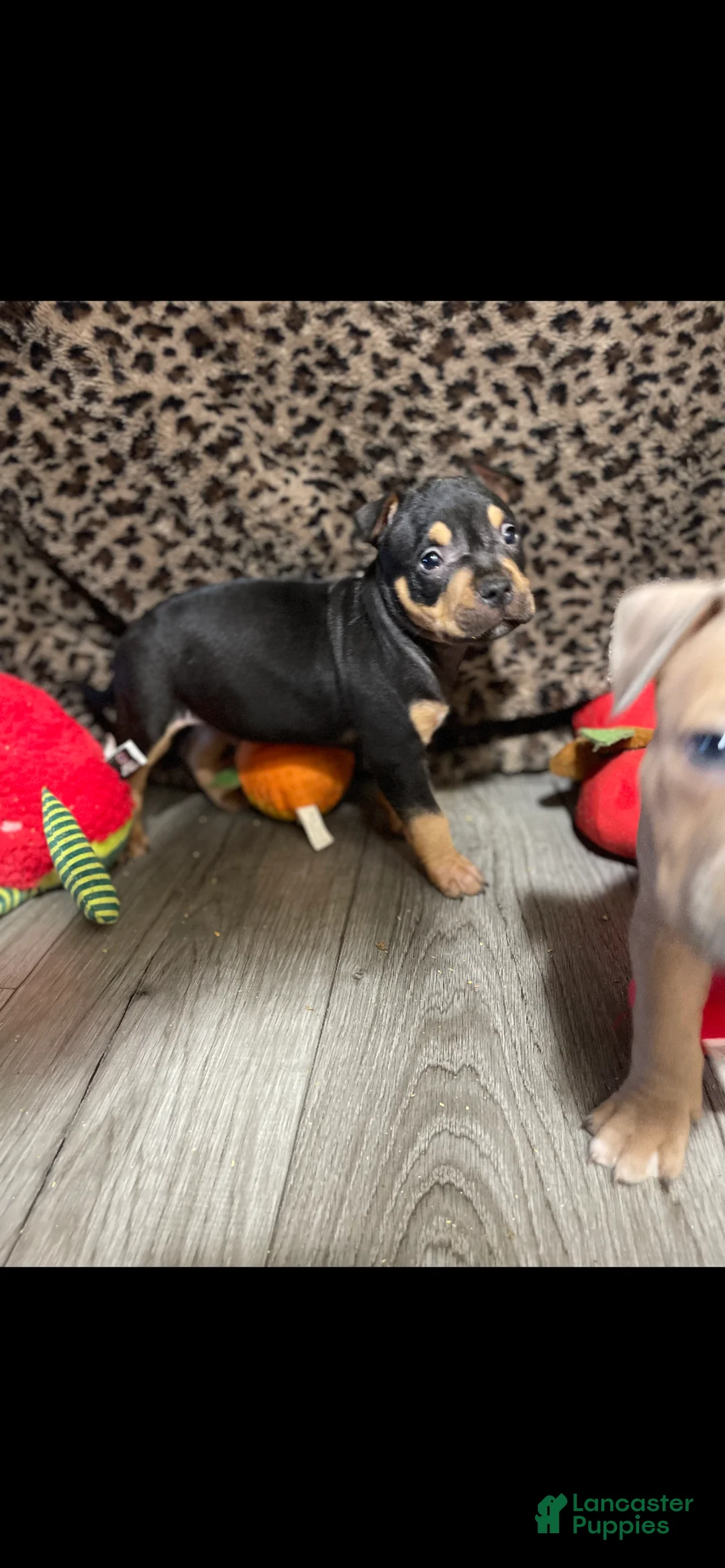 American Bully dogs for sale: American Bully 1 - Ad 2
