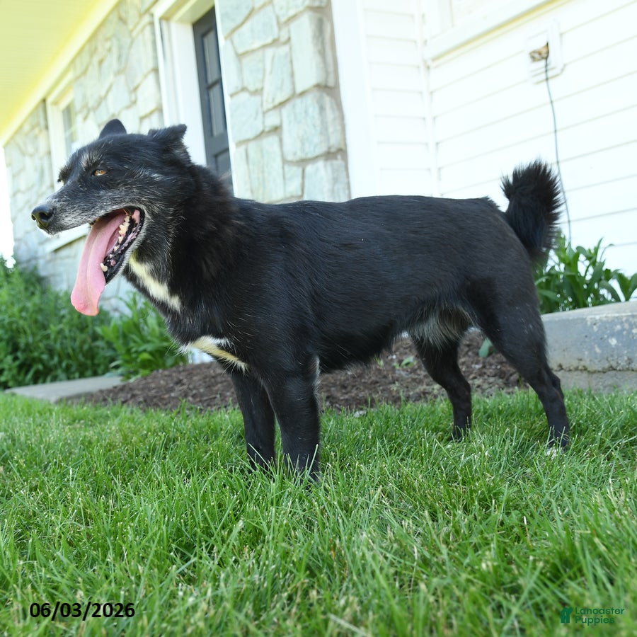 Pomsky dogs Annabell - Ad 2
