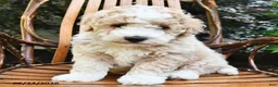 Mini Bernedoodle dogs for sale: Teddy - Ad 3