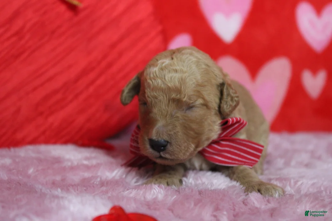 Goldendoodle dogs for sale: Pibb - Ad 2