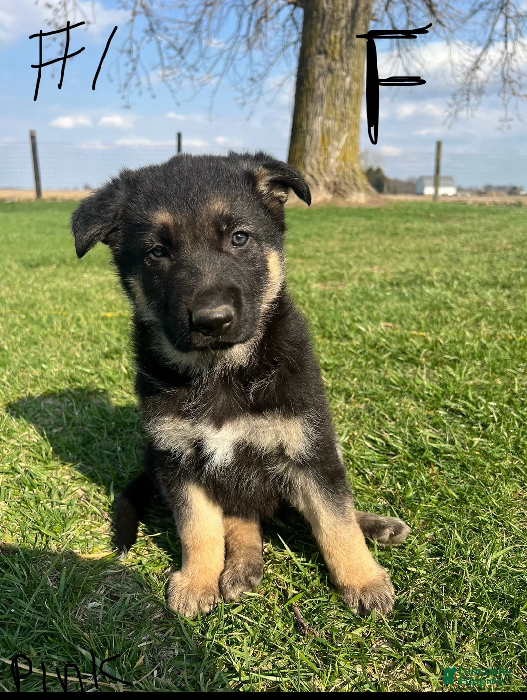 German Shepherd dogs for sale: German Shepherd Puppy 2 - Ad 1